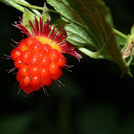 5 Rubus Spectabilis Salmon Berry Fruit Seeds For Planting | www.seedsplantworld.com