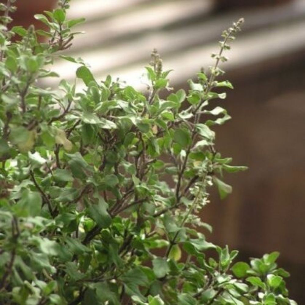 10 Ocimum Sanctum Holy Basil Herb Seeds For Planting | www.seedsplantworld.com