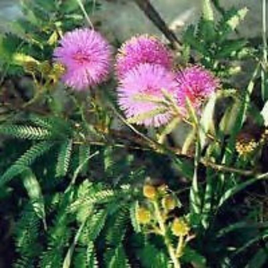 5 Schrankia Nuttallii Hardy Sensitive Plant Seeds For Planting | www.seedsplantworld.com