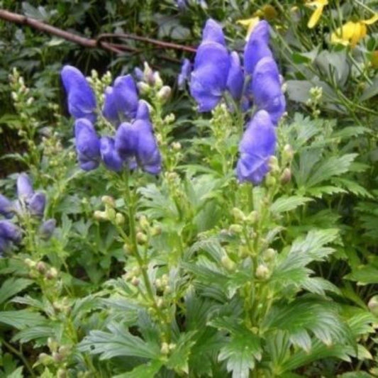 5 Aconitum Carmichaelii Monkshood Seeds For Planting | www.seedsplantworld.com