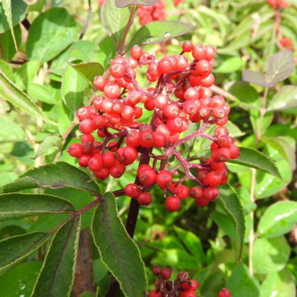 10 Sambucus Racemosa Red Elderberry Shrub Seeds For Planting | www.seedsplantworld.com