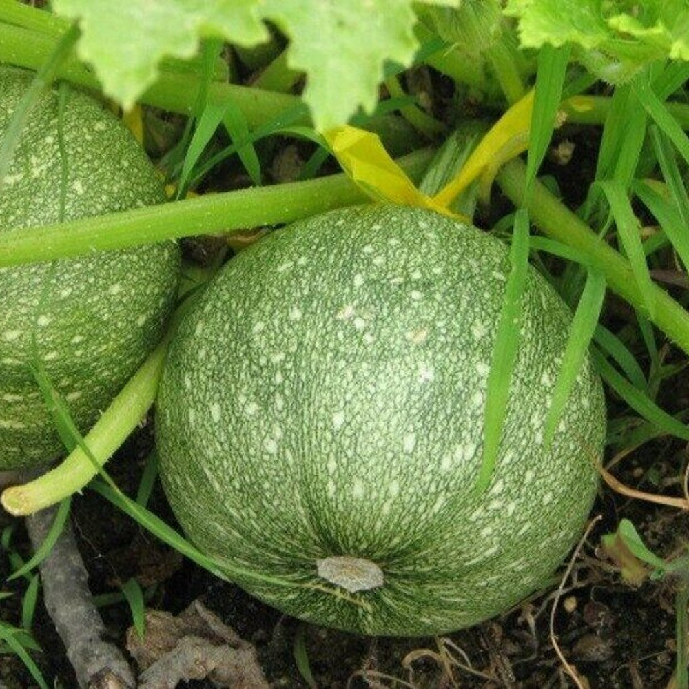 115 Round Zucchini Summer Squash NON-GMO Vegetable Seeds | www.seedsplantworld.com