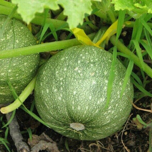 115 Round Zucchini Summer Squash NON-GMO Vegetable Seeds | www.seedsplantworld.com