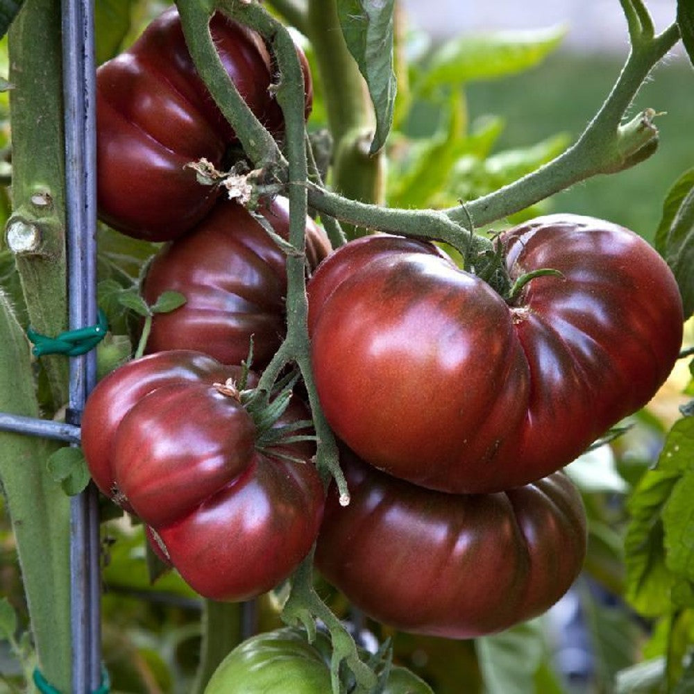 60 Black Brandywine Tomato NON-GMO Potato Leaf Vegetable Seeds | www.seedsplantworld.com