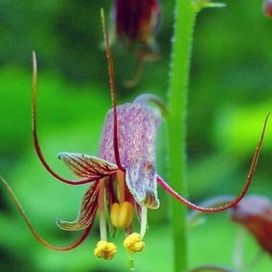 5 Tolmiea Menziesii Piggyback Plant Seeds For Planting | www.seedsplantworld.com