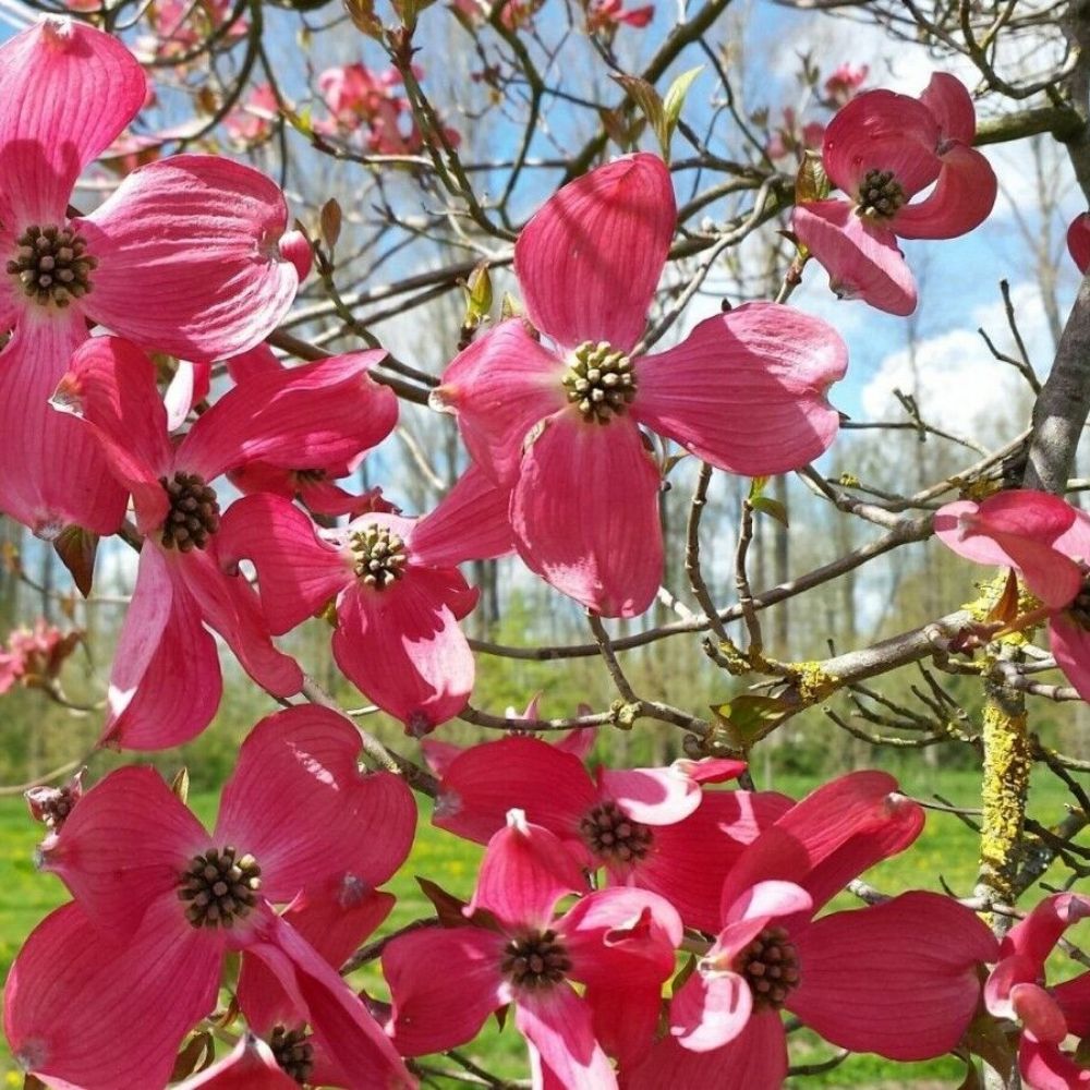 5 Cornus Florida Red Flowering Dogwood Seeds For Planting | www.seedsplantworld.com