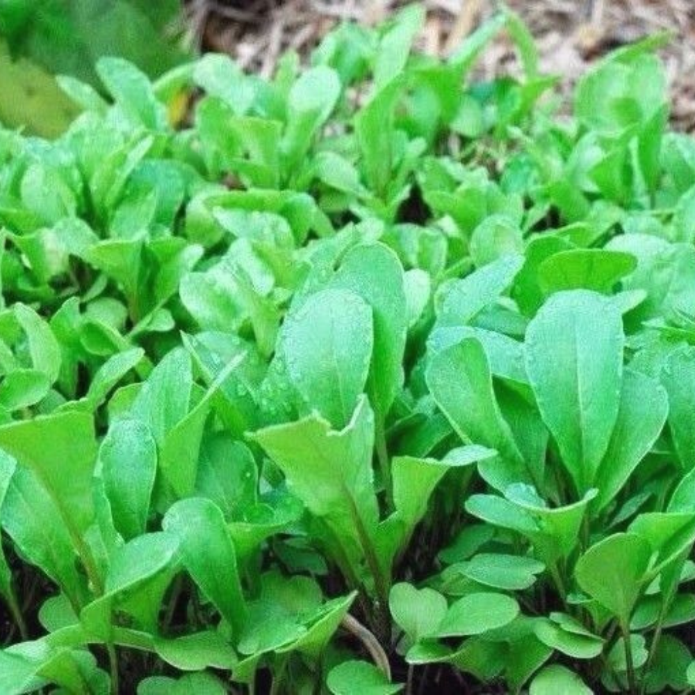 500 Roquette Arugula Rocket Colewort Slow Bolt NON-GMO Herb Seeds | www.seedsplantworld.com