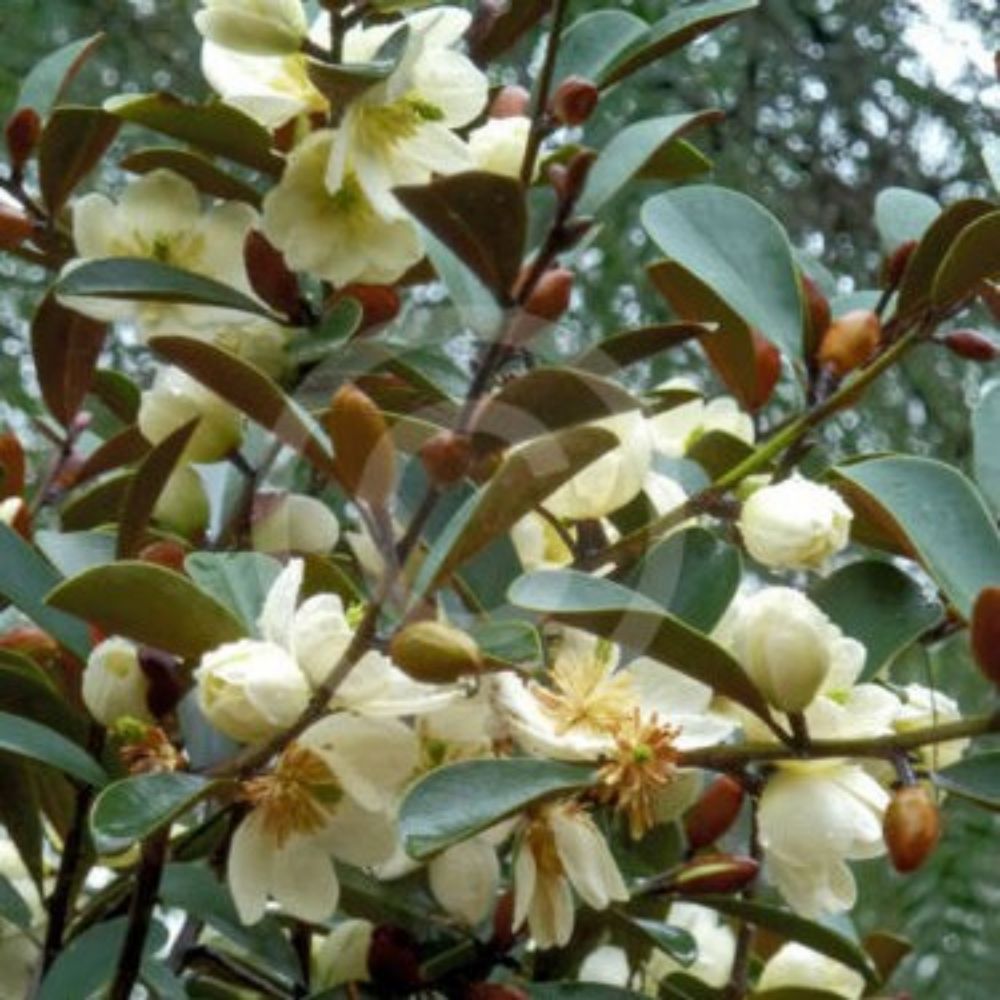 5 Magnolia Laevifolia Small Leaf Evergreen Magnolia Seeds For Planting | www.seedsplantworld.com