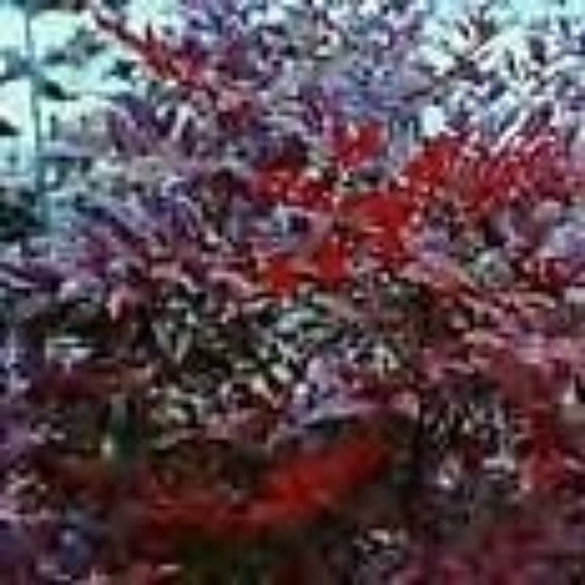 5 Nandina Domestica Moyers Red Heavenly Bamboo Seeds For Planting | www.seedsplantworld.com