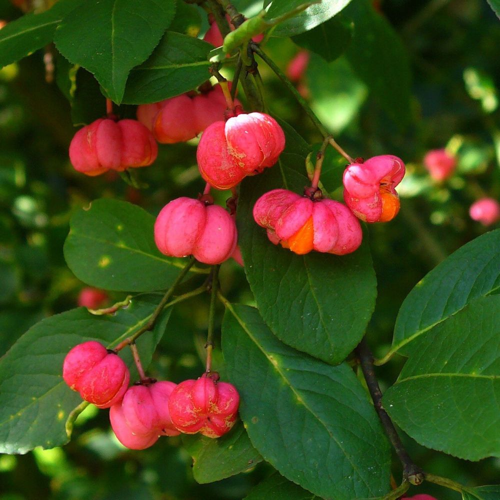 5 Euonymus Europaeus Spindle Tree Seeds For Planting | www.seedsplantworld.com