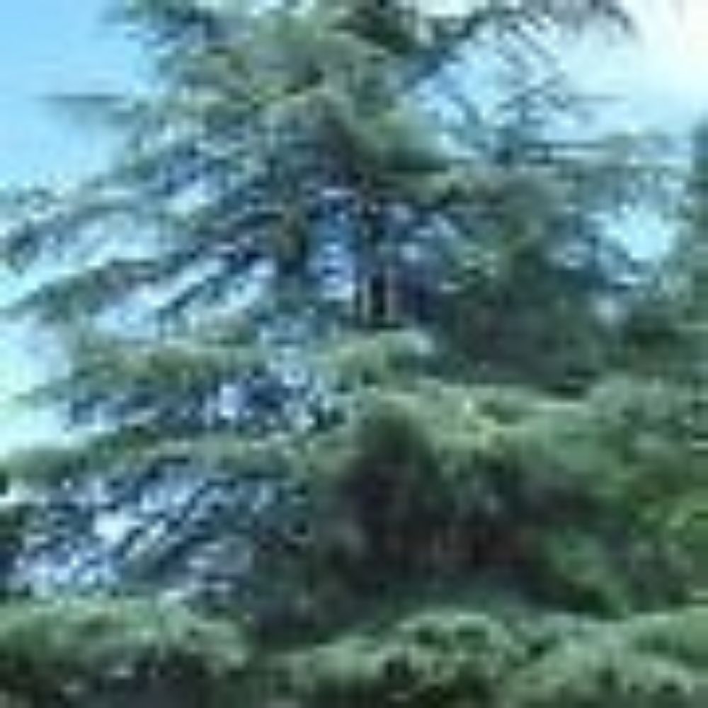 5 Cedrus Atlantica Atlas Mountain Cedar Seeds For Planting | www.seedsplantworld.com