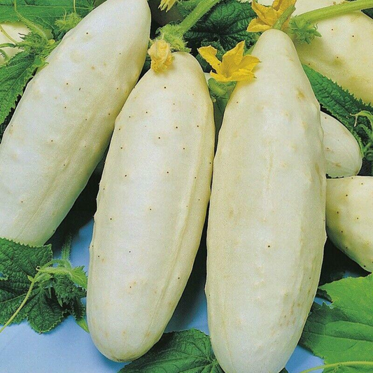 30 White Wonder Cucumber Ivory King White Albino NON-GMO Fruit Seeds | www.seedsplantworld.com