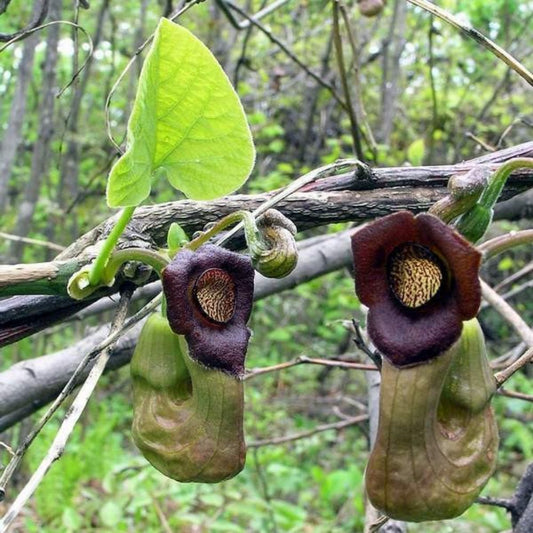 5 Aristolochia Manshuriensis Dutchmans Pipe Vine Seeds For Planting | www.seedsplantworld.com