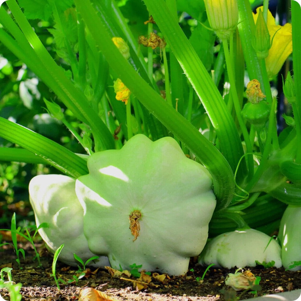 150 Green Tint Scallop Summer Squash NON-GMO Pattypan Squash Vegetable Seeds | www.seedsplantworld.com