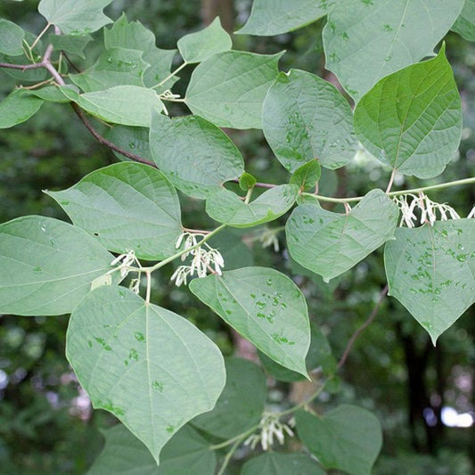 5 Alangium Chinense Chinese Alangium Seeds For Planting | www.seedsplantworld.com