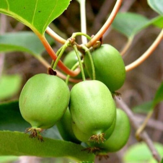 5 Actinidia Arguta Issai Kiwi Fruit Vine Seeds For Planting | www.seedsplantworld.com