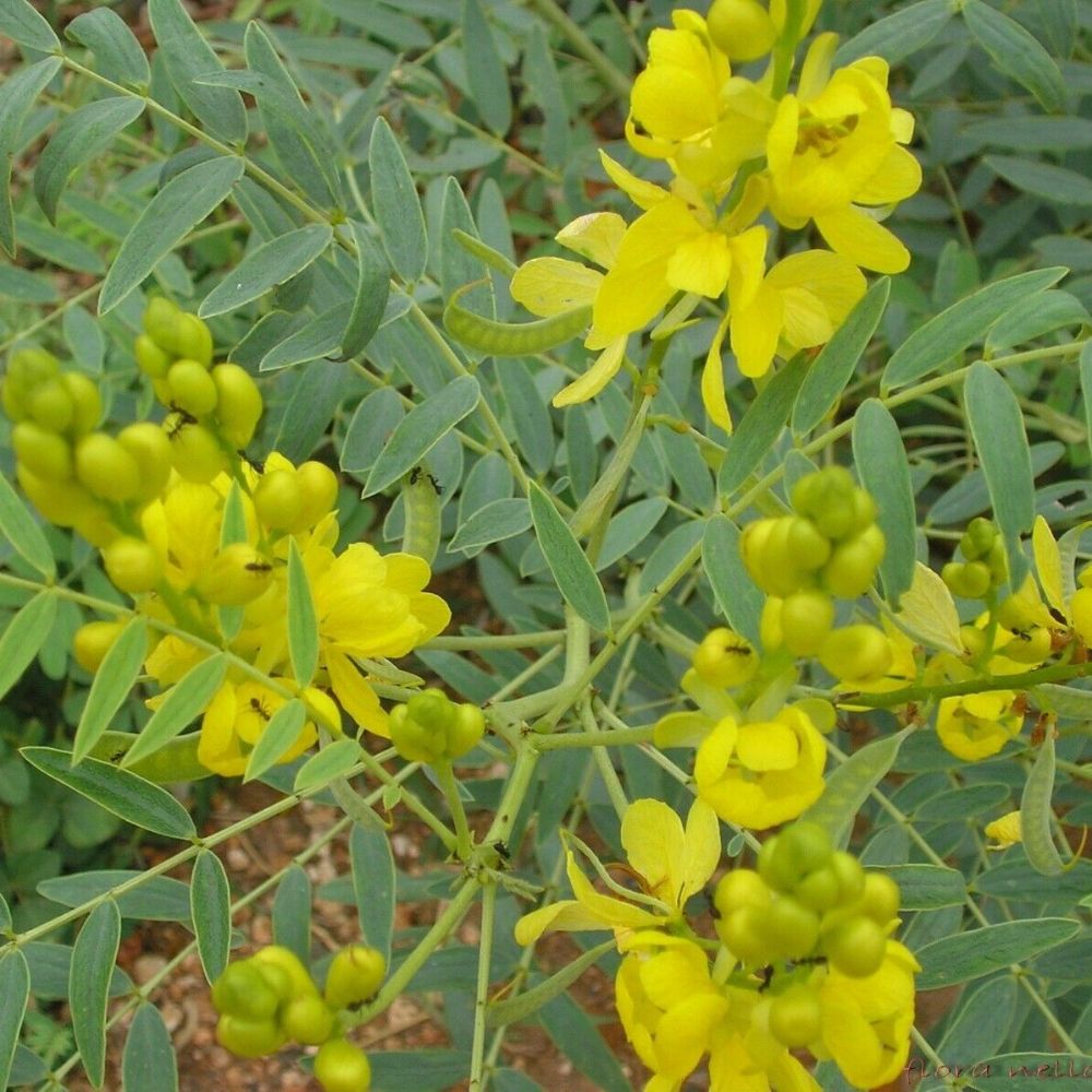 5 Cassia Alexandrina Senna Yellow Flowers Seeds For Planting | www.seedsplantworld.com