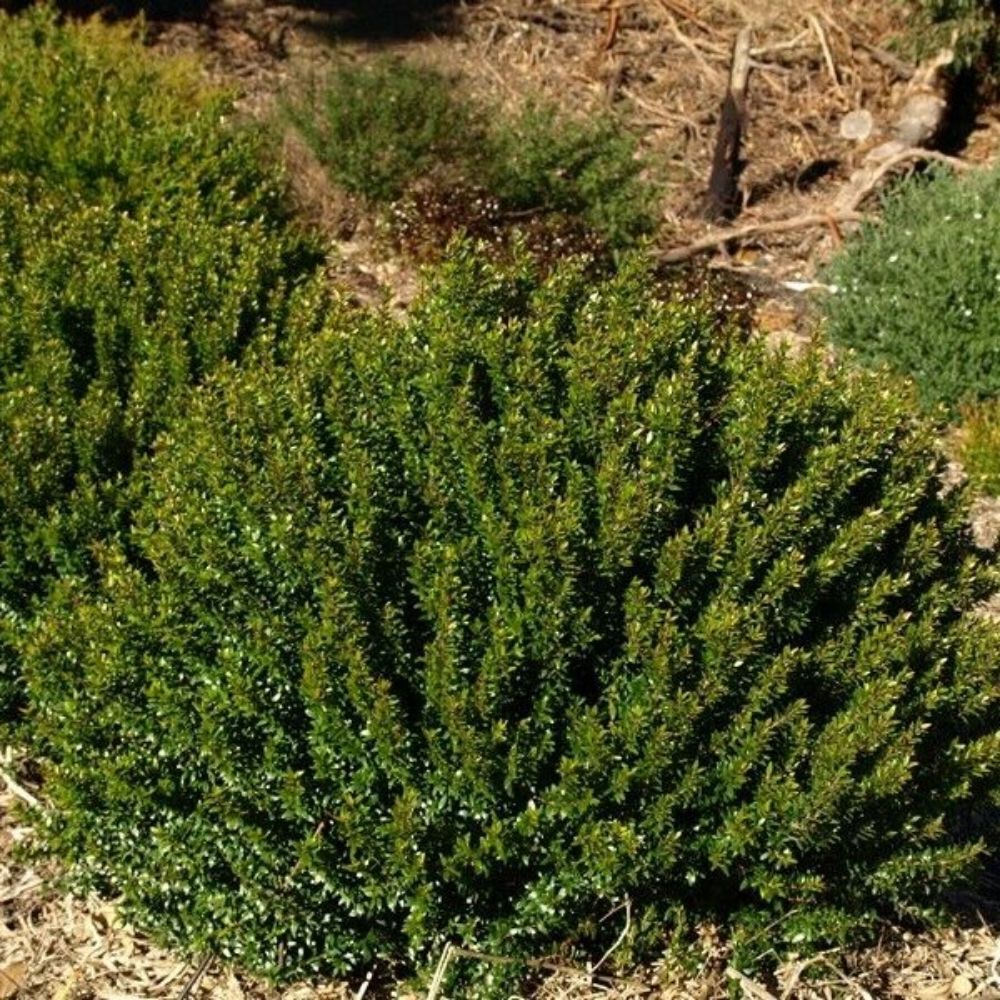 5 Myrtus Communis Compacta Compact Common Myrtle Seeds For Planting | www.seedsplantworld.com