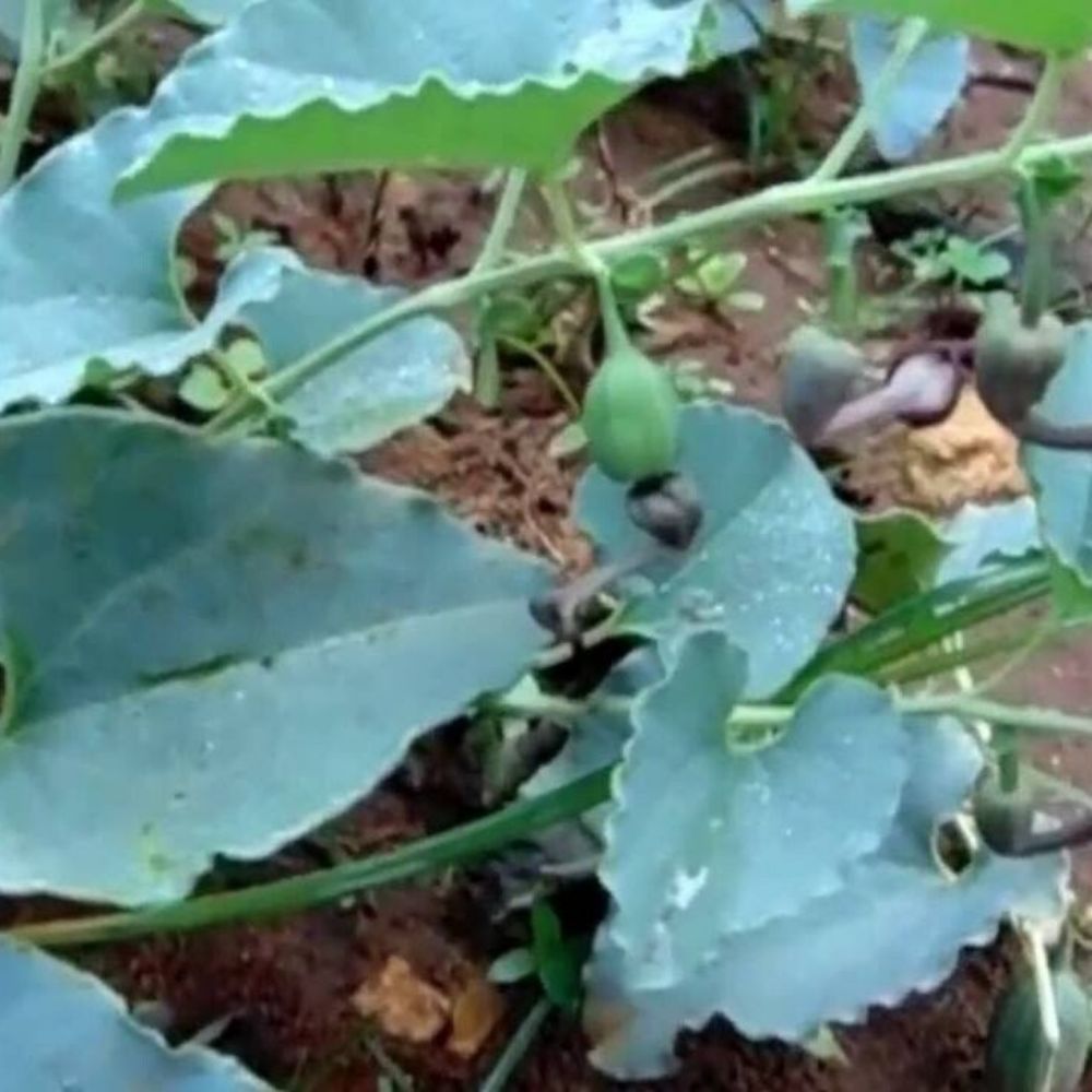 5 Aristolochia Bracteolata Pipe Vine Seeds For Planting | www.seedsplantworld.com