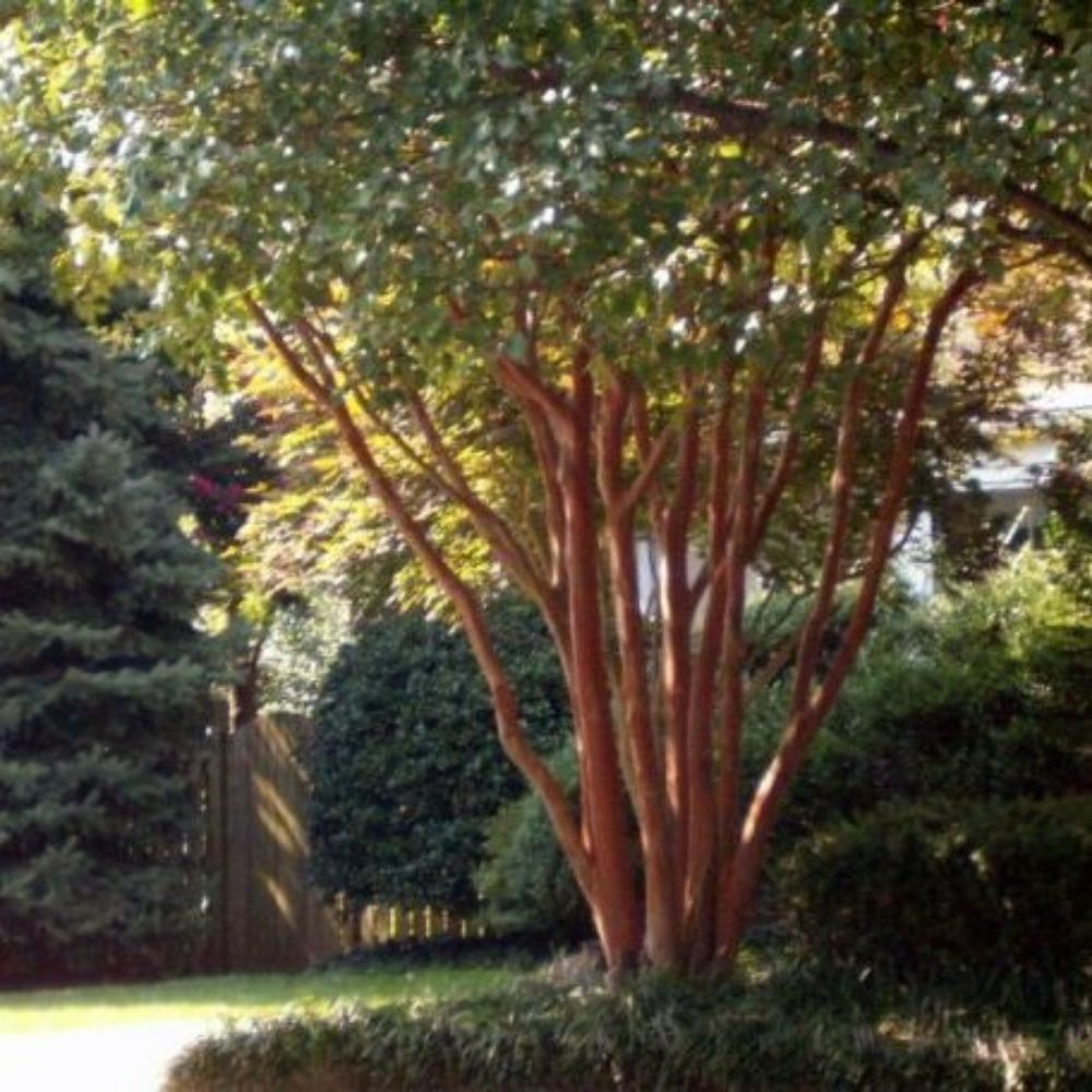 1 Lagerstroemia Natchez Hardy White Bloom • Beautiful Bark Hardy Plant For Planting | www.seedsplantworld.com