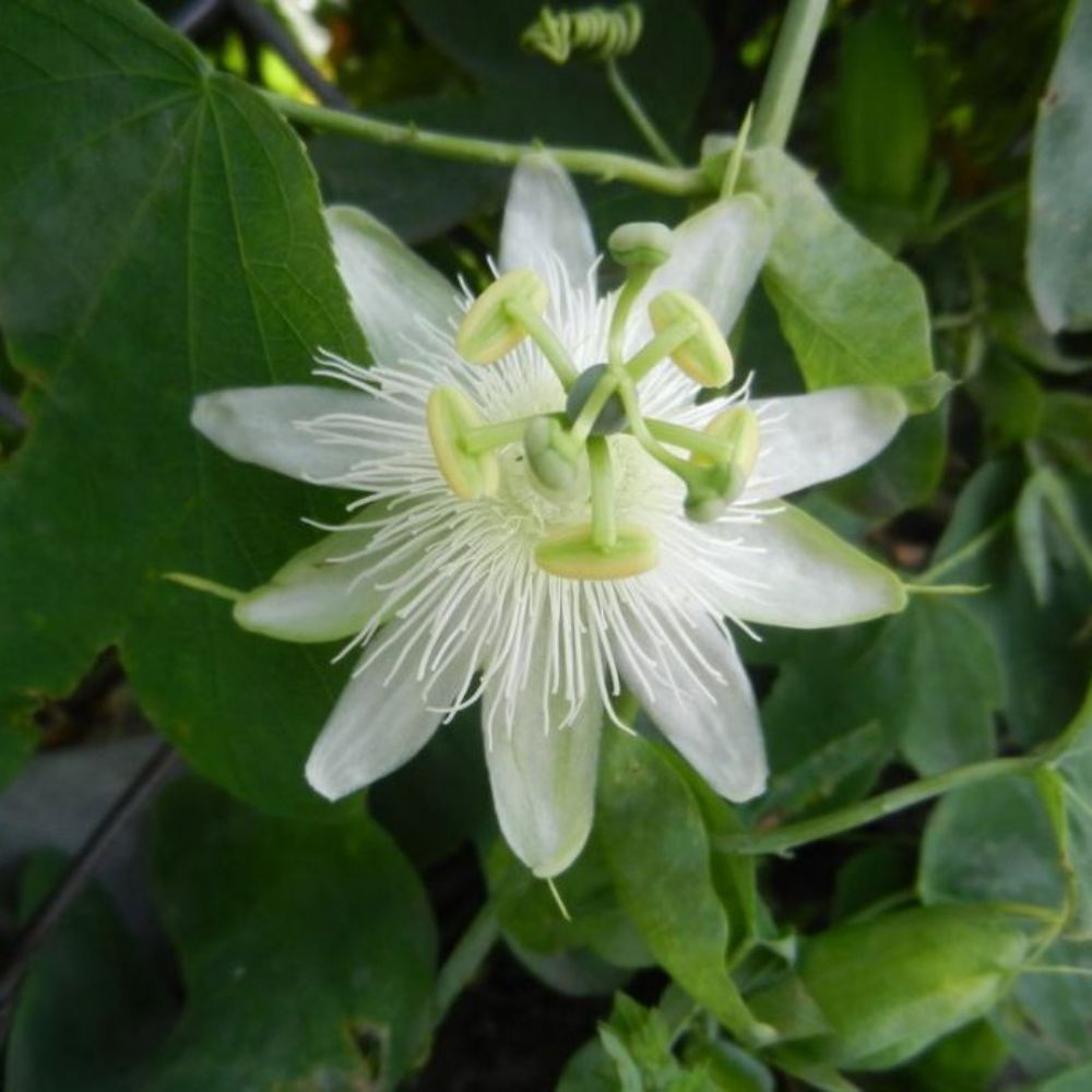 5 Passiflora Subpeltata Passionflower Seeds For Planting | www.seedsplantworld.com