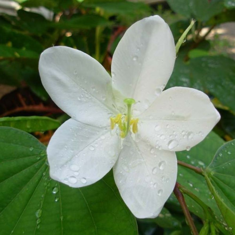 5 Bauhinia Acuminata White Orchid Tree Seeds For Planting | www.seedsplantworld.com