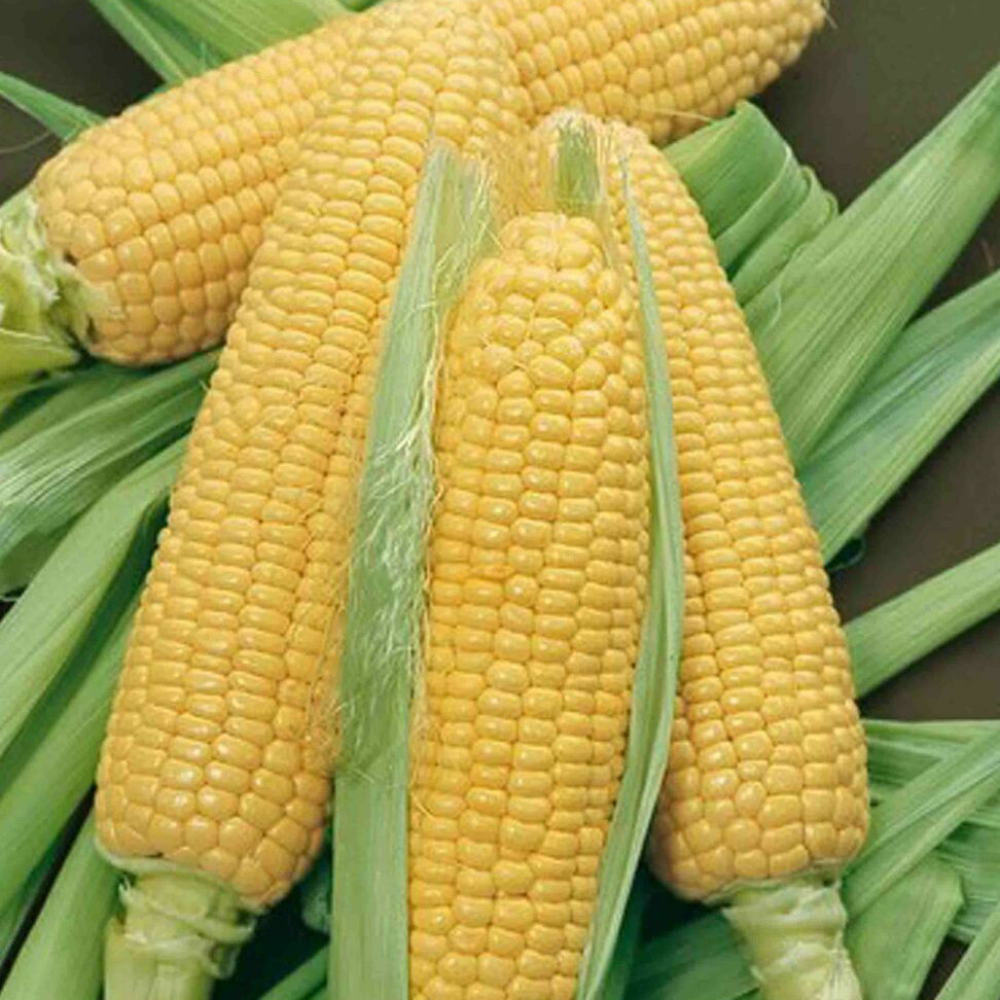 960 Bodacious Sweet Corn F1 SE Hybrid Fruit Seeds | www.seedsplantworld.com