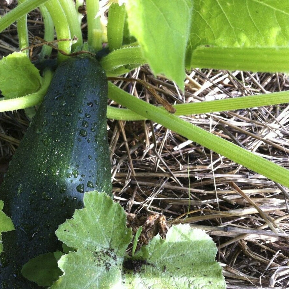 1/4 LB Yellow Crookneck Squash NON-GMO Heirloom Vegetable Seeds | www.seedsplantworld.com