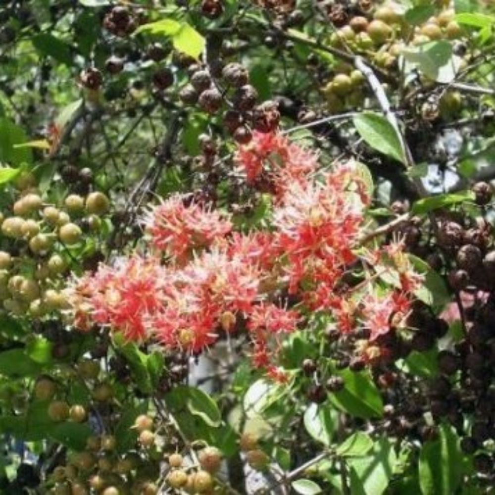 10 Lawsonia Inermis Henna Seeds For Planting | www.seedsplantworld.com