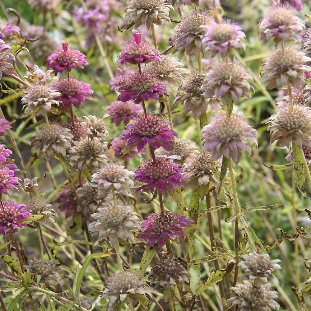 10 Monarda Citriodora Lemon Bee Balm Perennial Seeds For Planting | www.seedsplantworld.com