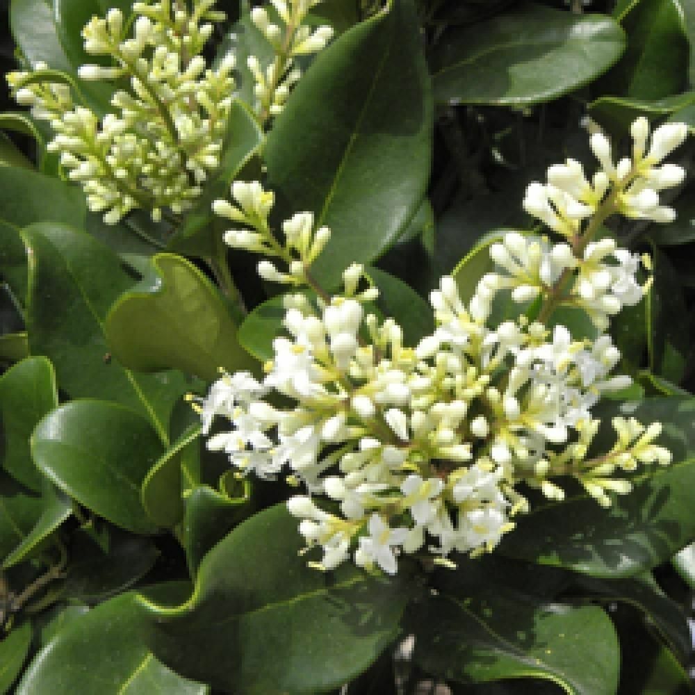 5 Ligustrum Lucidum Glossy Privet Evergreen Shrub Seeds For Planting | www.seedsplantworld.com