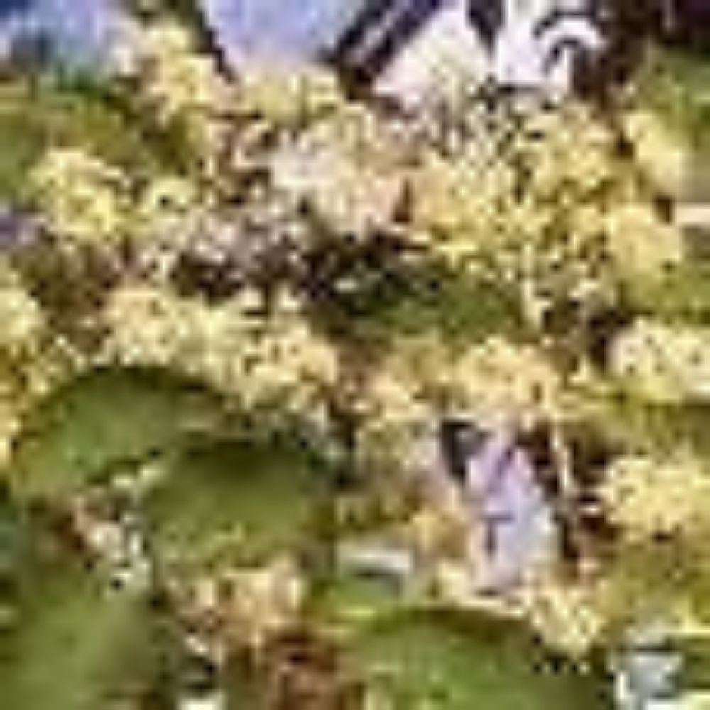 10 Aralia Spinosa Devils Walking Stick Exotic Native Seeds For Planting | www.seedsplantworld.com