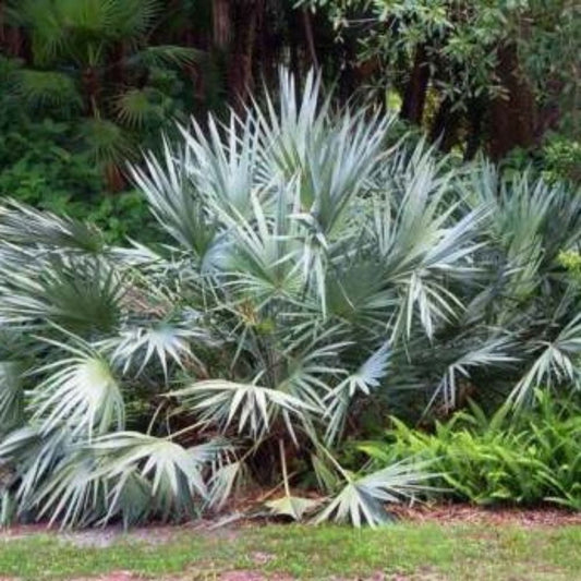 5 Serenoa Repens Silver Saw Palmetto Seeds For Planting | www.seedsplantworld.com