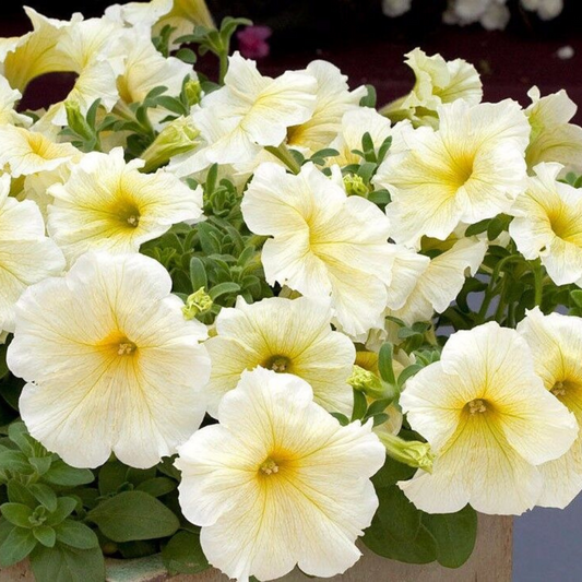 100 Petunia Prism Sunshine Pelleted Attracts Butterflies Flowers Seeds | www.seedsplantworld.com