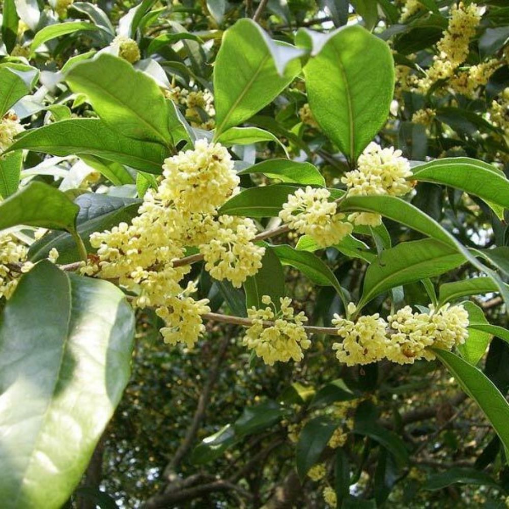 5 Osmanthus Fragrans Sweet Olive Shrub Seeds For Planting | www.seedsplantworld.com