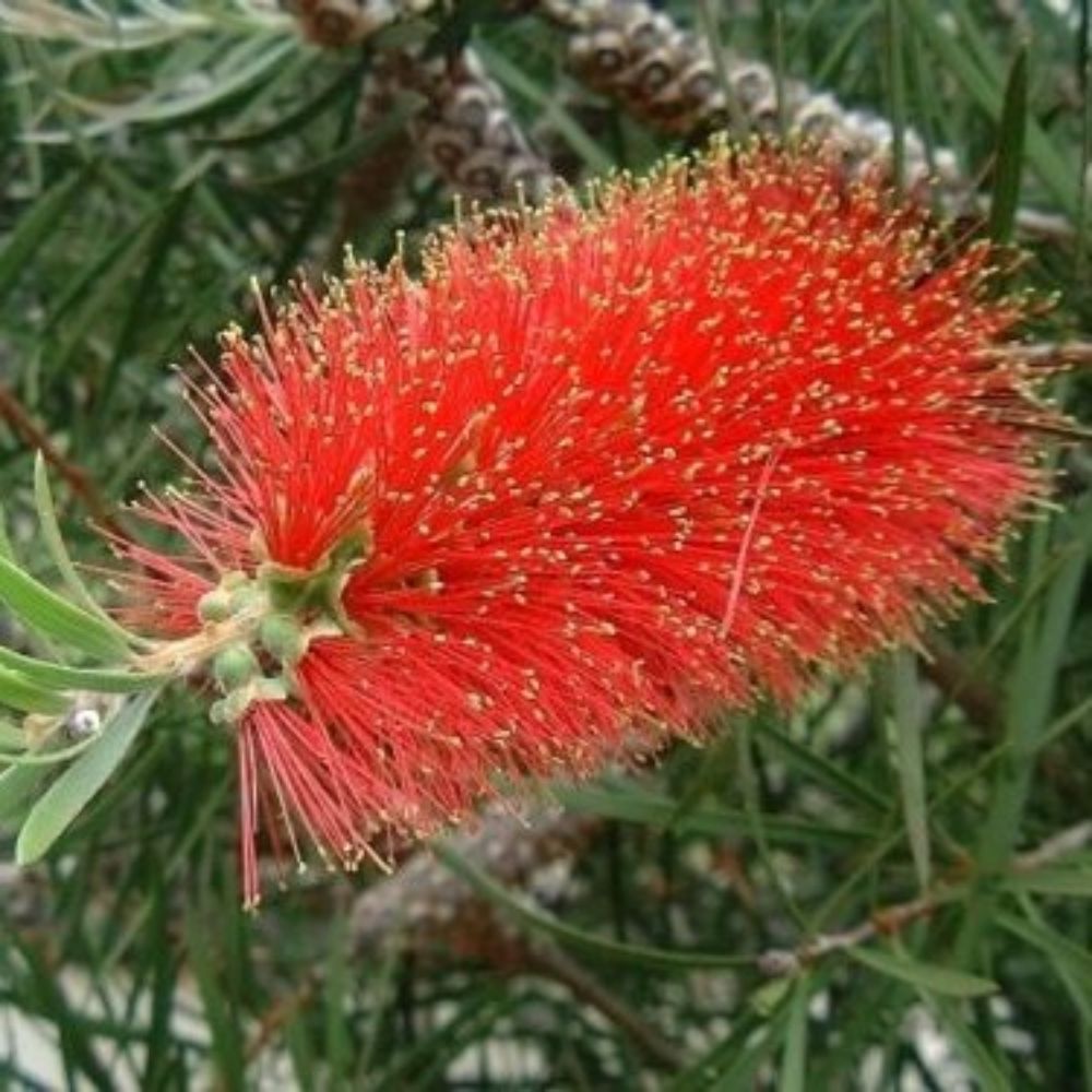 10 Callistemon Rigidus Hardy Red Bottlebrush Seeds For Planting | www.seedsplantworld.com