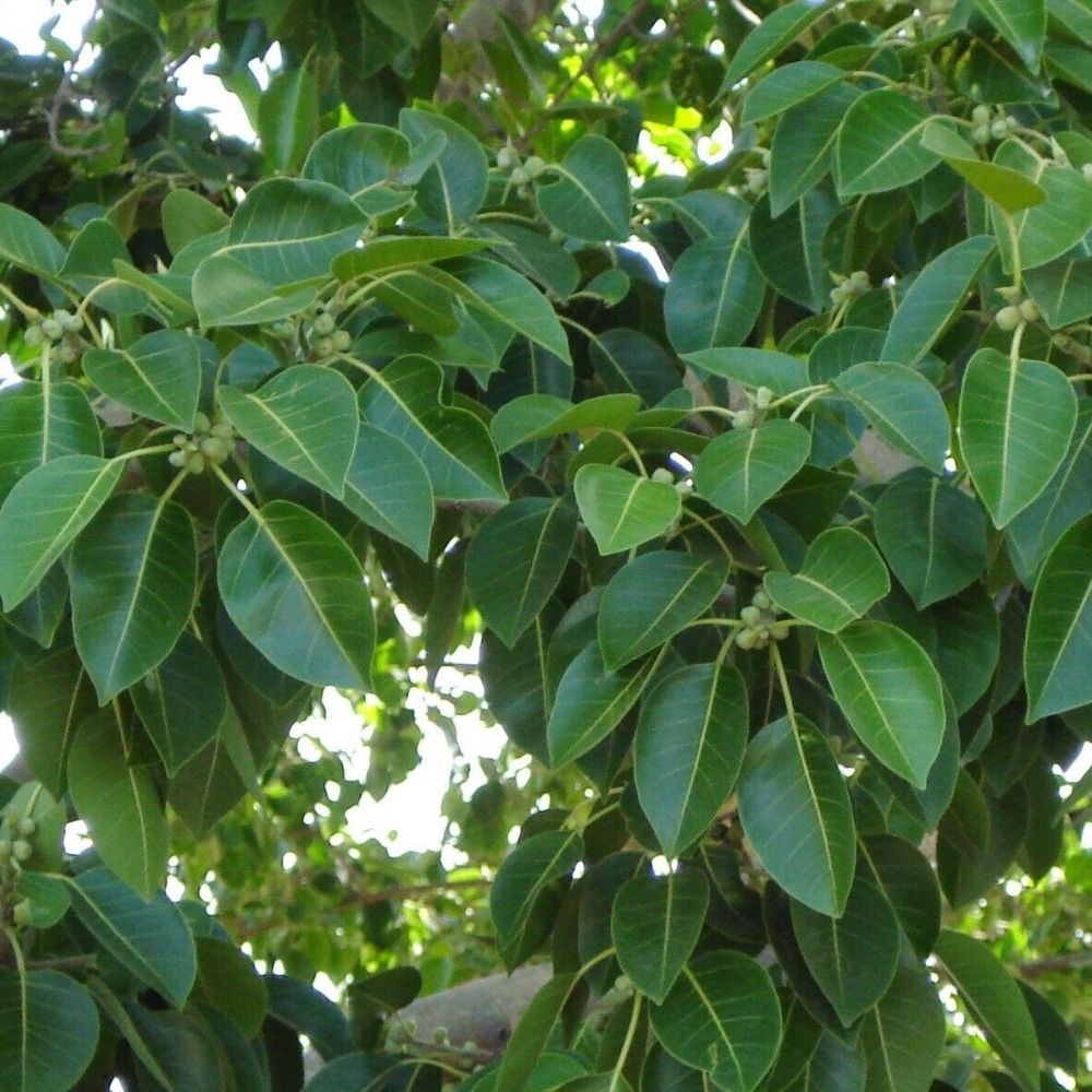 5 Ficus Amplissima Bat Fig Tree Seeds For Planting | www.seedsplantworld.com