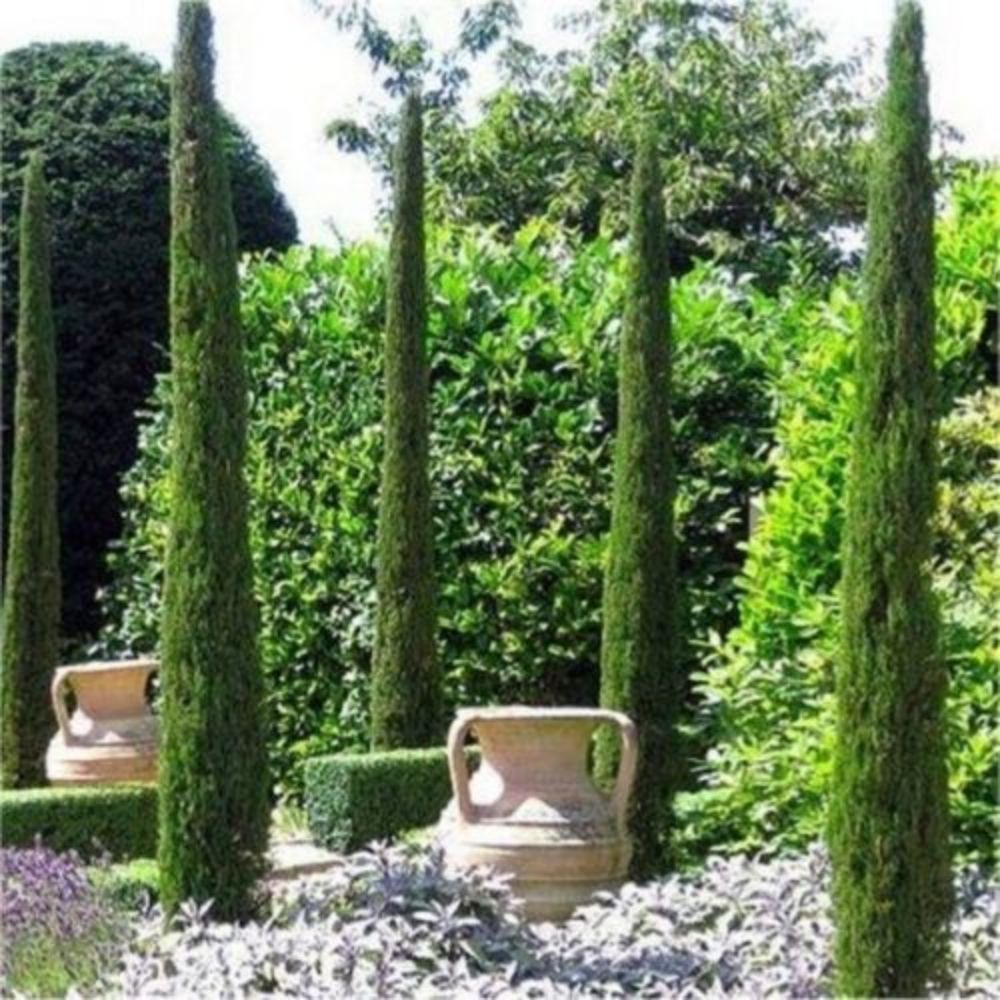 10 Cupressus Sempervirens Italian Cypress Seeds For Planting | www.seedsplantworld.com