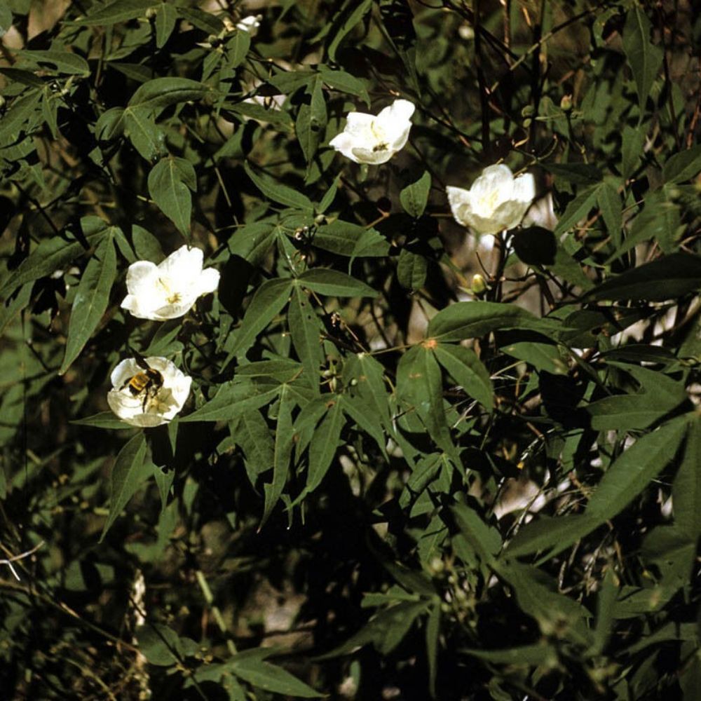 5 Gossypium Thurberi Hardy Desert Cotton Shrub Seeds For Planting | www.seedsplantworld.com