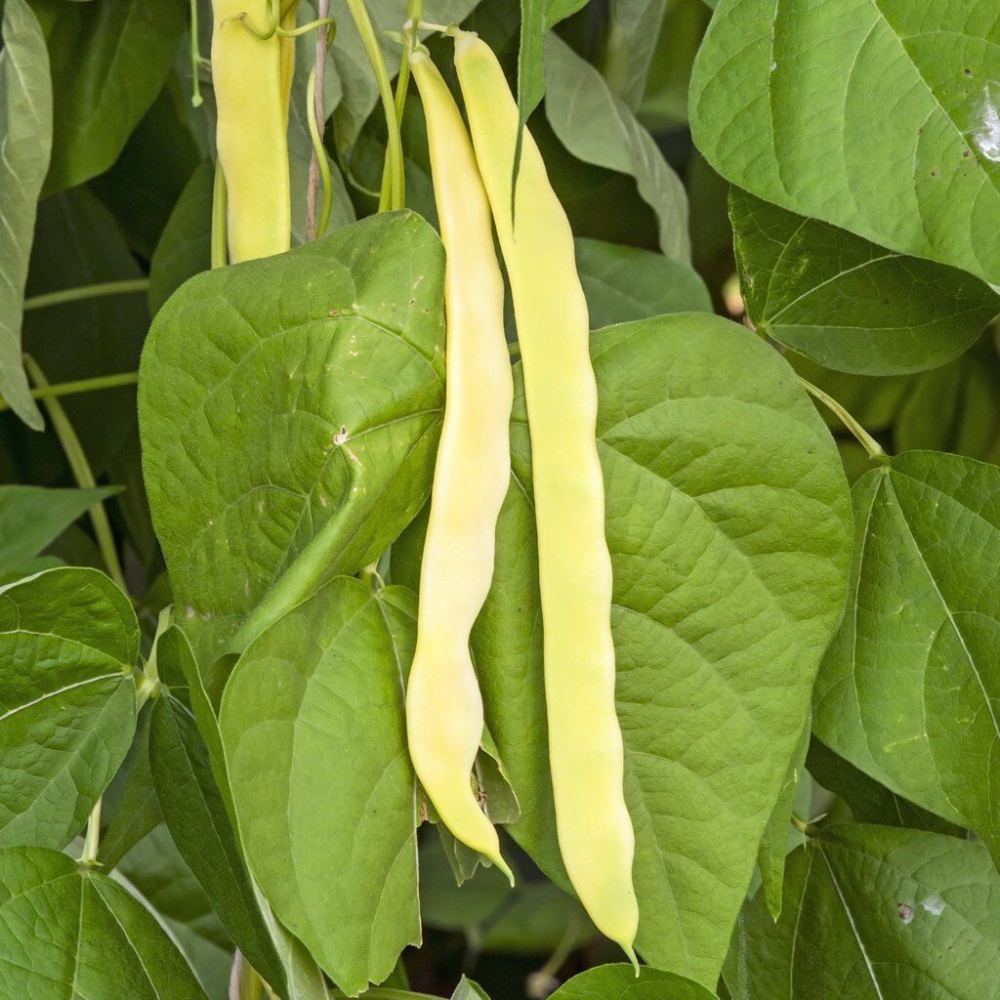 160 Golden Wax Bush Bean Top Notch NON-GMO Heirloom Vegetable Seeds | www.seedsplantworld.com