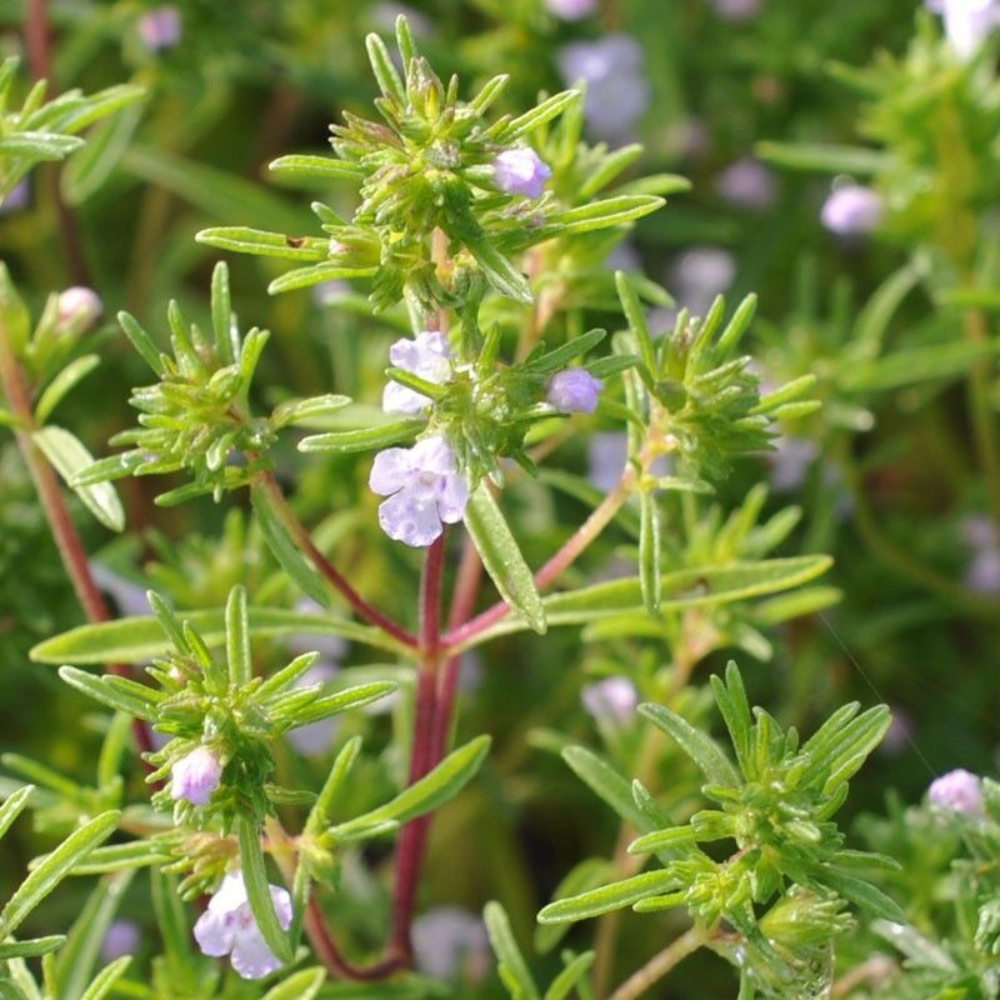 500 Summer Savory Chubrica NON-GMO Herb Seeds | www.seedsplantworld.com