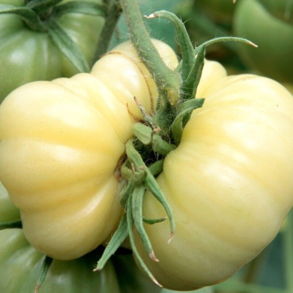 30 hite Wonder Beefsteak Tomato NON-GMO Vegetable Seeds | www.seedsplantworld.com