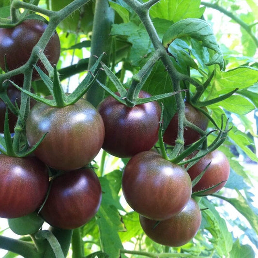 125 Black Cherry Tomato Best Salad Cherry NON-GMO Vegetable Seeds | www.seedsplantworld.com