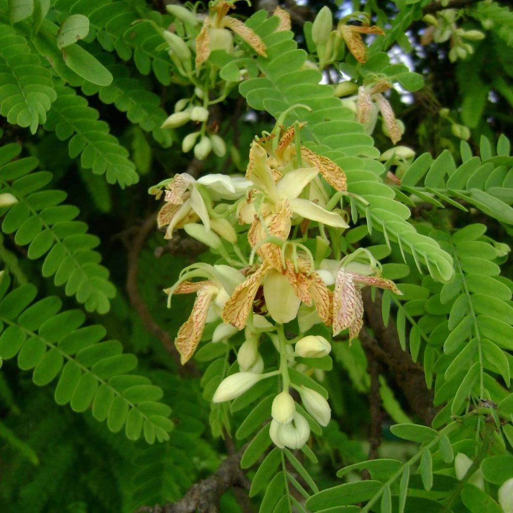 5 Tamarindus Indica Tamarind Tree Seeds For Planting | www.seedsplantworld.com