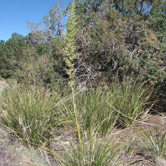 5 Nolina Microcarpa Bear Grass Hardy Seeds For Planting | www.seedsplantworld.com