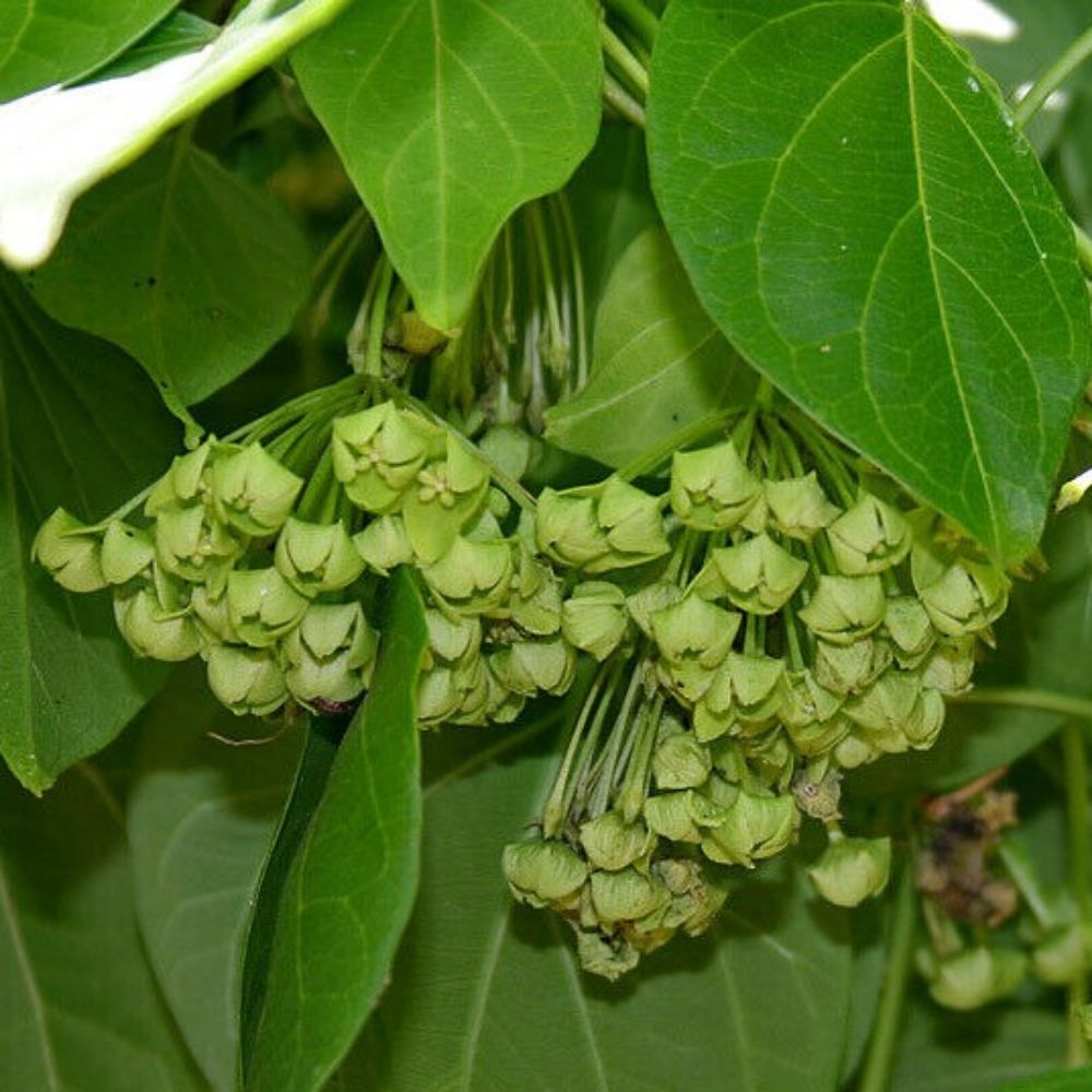 5 Dregea Volubilis False Hoya Vine Seeds For Planting | www.seedsplantworld.com