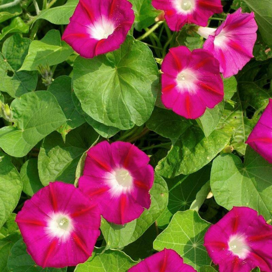 140 Scarlet O'Hara Morning Glory Climbing Vine Flowers Seeds | www.seedsplantworld.com