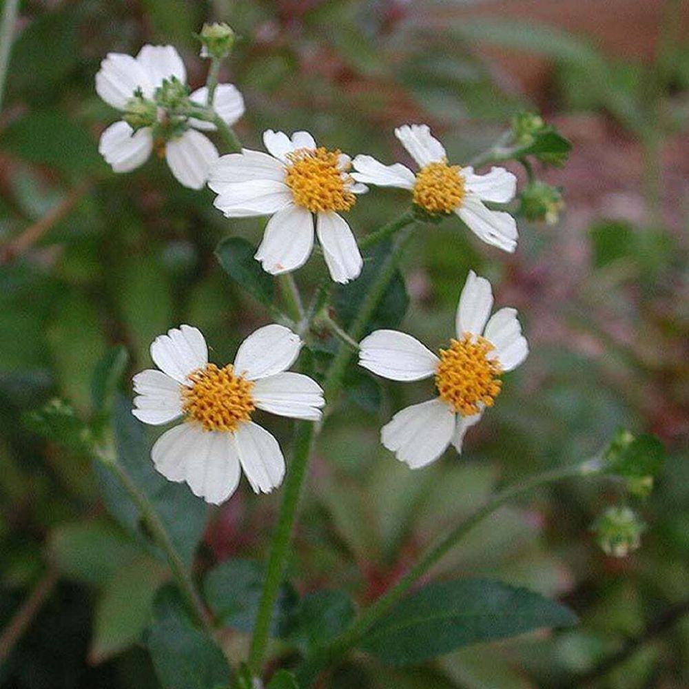 10 Bidens Pilosa Black Jack Daisy Seeds For Planting | www.seedsplantworld.com