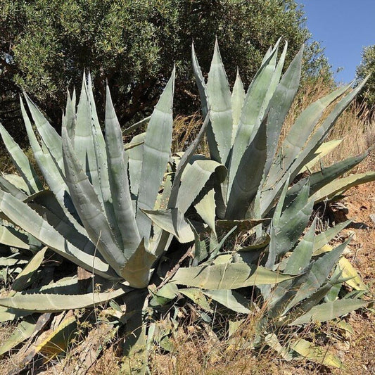 5 Agave Americana Huge Hardy Agave Seeds For Planting | www.seedsplantworld.com