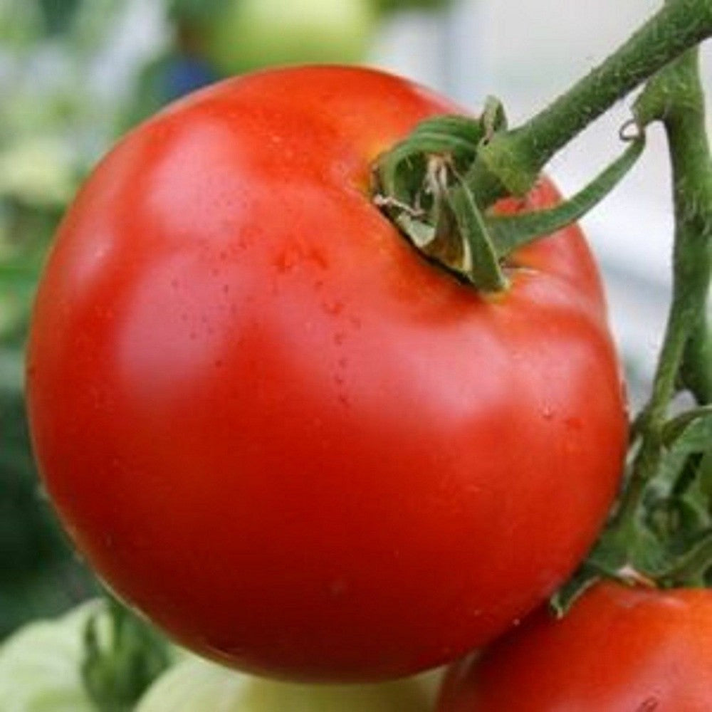 125 Abe Lincoln Tomato Large Round Tomato Heirloom NON-GMO Vegetable Seeds | www.seedsplantworld.com